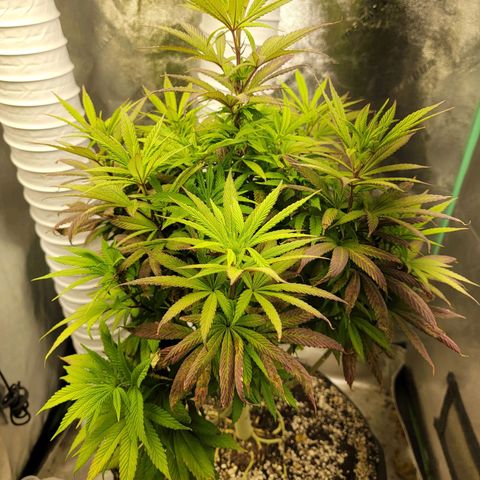 Critical Orange Punch growlog timeline photo