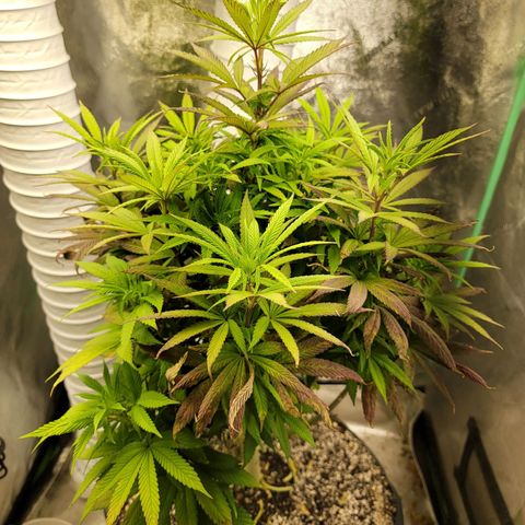 Critical Orange Punch growlog timeline photo