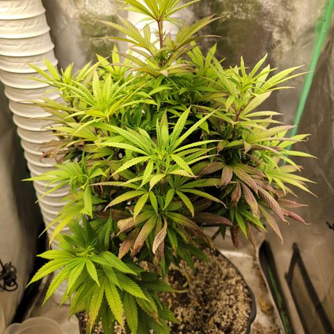 Critical Orange Punch growlog timeline photo