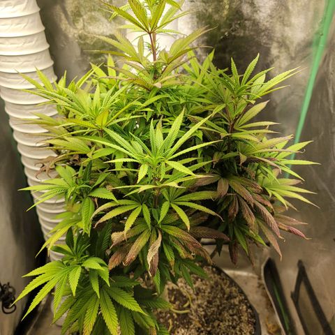 Critical Orange Punch growlog timeline photo