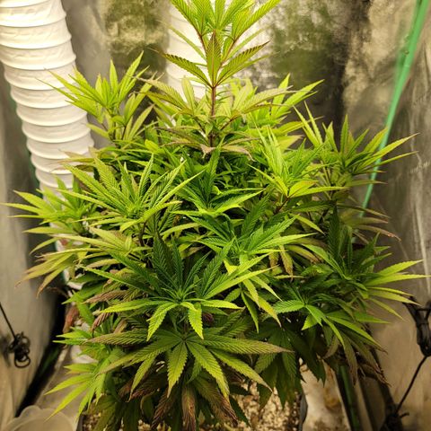 Critical Orange Punch growlog timeline photo