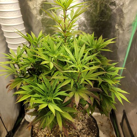 Critical Orange Punch growlog timeline photo