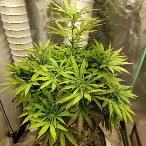 Critical Orange Punch growlog timeline photo