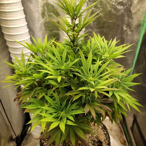 Critical Orange Punch growlog timeline photo