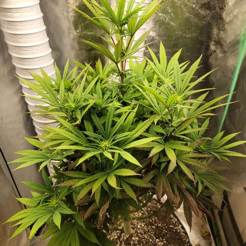 Critical Orange Punch growlog timeline photo