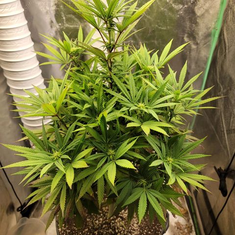 Critical Orange Punch growlog timeline photo