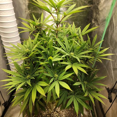 Critical Orange Punch growlog timeline photo