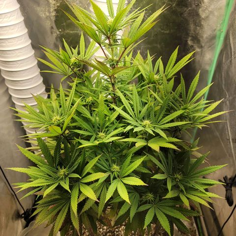 Critical Orange Punch growlog timeline photo