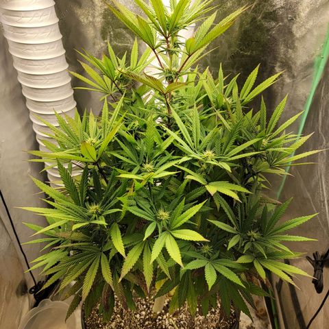 Critical Orange Punch growlog timeline photo