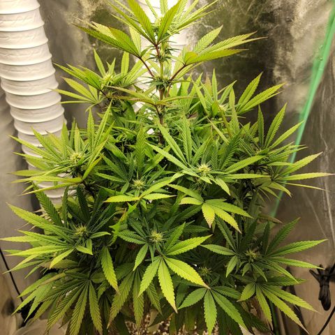 Critical Orange Punch growlog timeline photo