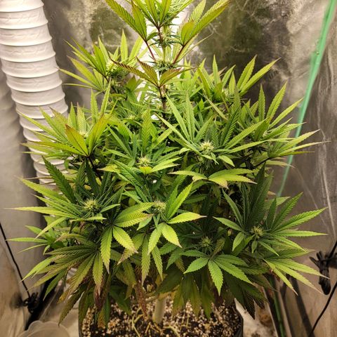 Critical Orange Punch growlog timeline photo