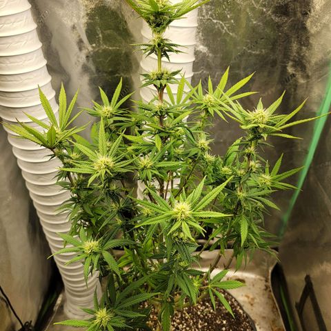 Critical Orange Punch growlog timeline photo