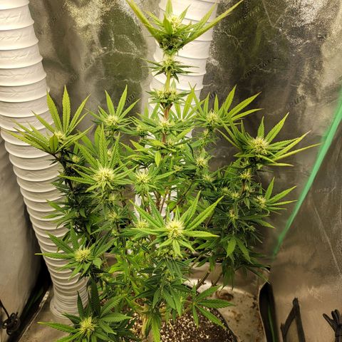 Critical Orange Punch growlog timeline photo