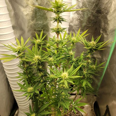 Critical Orange Punch growlog timeline photo