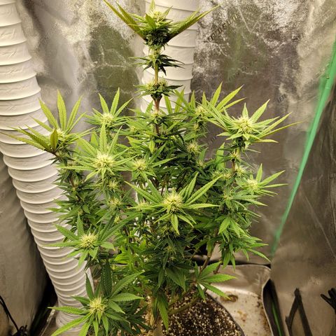 Critical Orange Punch growlog timeline photo