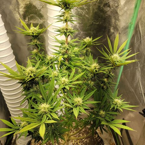Critical Orange Punch growlog timeline photo