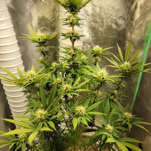 Critical Orange Punch growlog timeline photo