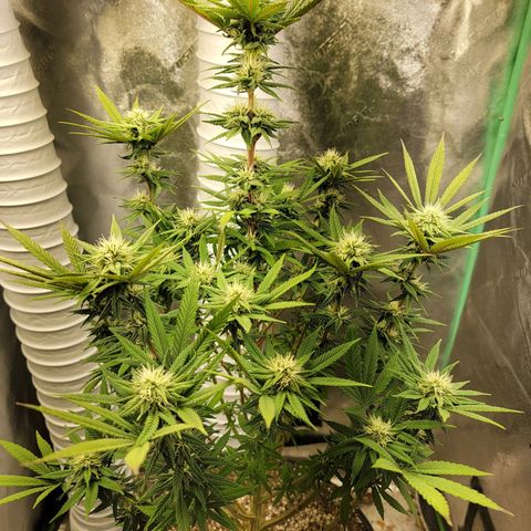 Critical Orange Punch growlog timeline photo
