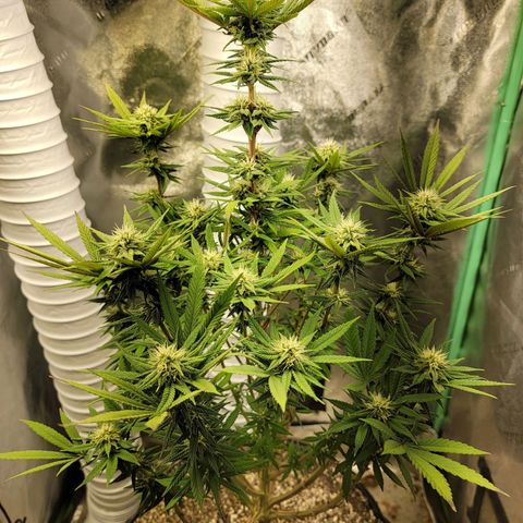 Critical Orange Punch growlog timeline photo