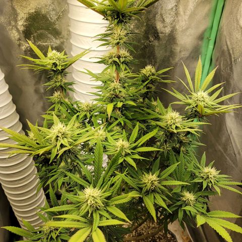 Critical Orange Punch growlog timeline photo