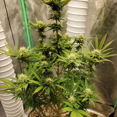 Critical Orange Punch growlog timeline photo