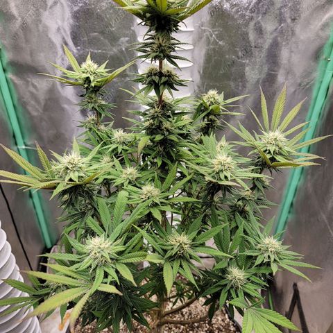 Critical Orange Punch growlog timeline photo