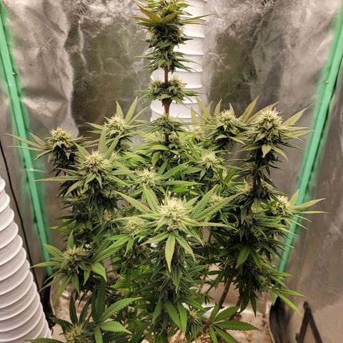 Critical Orange Punch growlog timeline photo