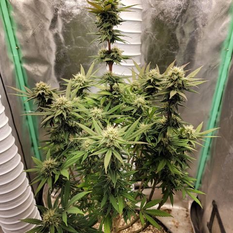 Critical Orange Punch growlog timeline photo