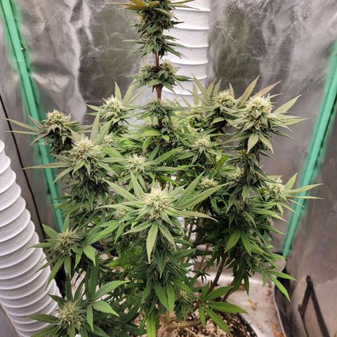 Critical Orange Punch growlog timeline photo