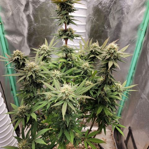 Critical Orange Punch growlog timeline photo