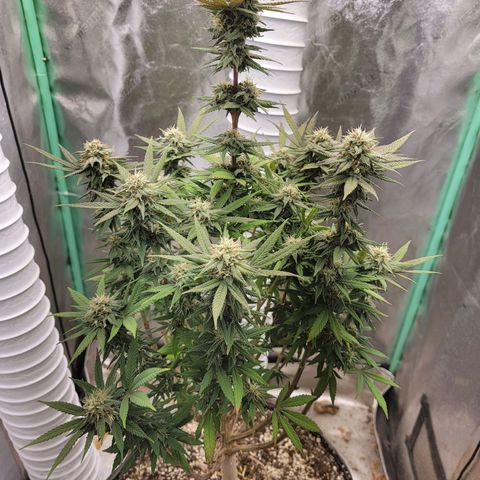 Critical Orange Punch growlog timeline photo