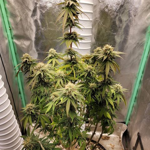 Critical Orange Punch growlog timeline photo