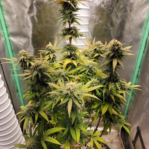 Critical Orange Punch growlog timeline photo
