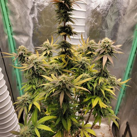 Critical Orange Punch growlog timeline photo