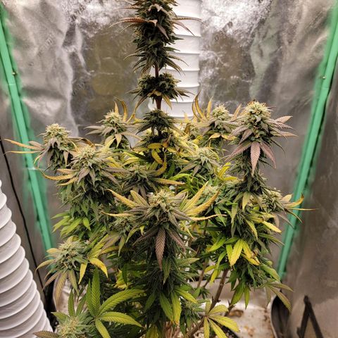 Critical Orange Punch growlog timeline photo