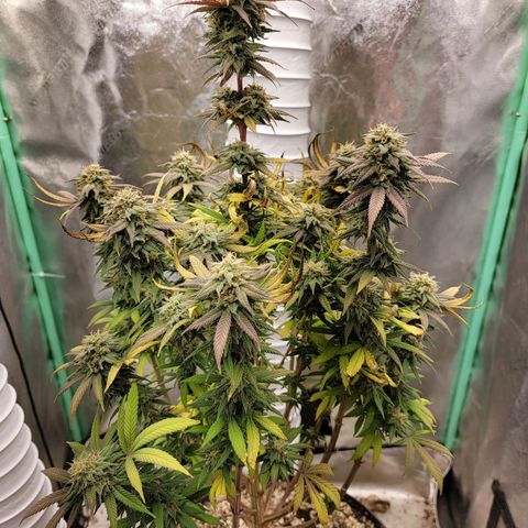 Critical Orange Punch growlog timeline photo