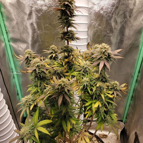 Critical Orange Punch growlog timeline photo