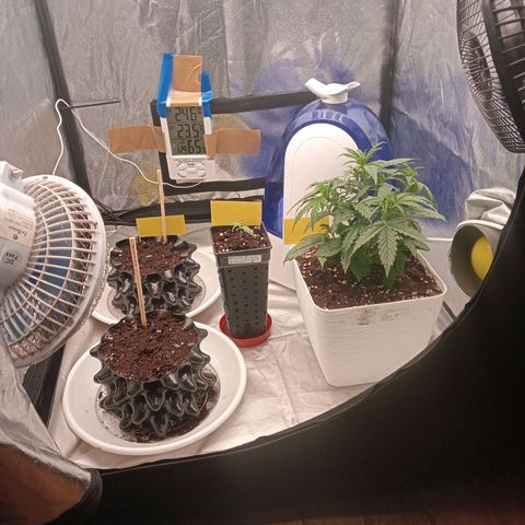 White widow  growlog photo: Nuevas fotos de las cuatro 
