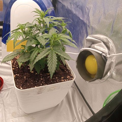 White widow  growlog photo: Nuevas fotos de las cuatro 