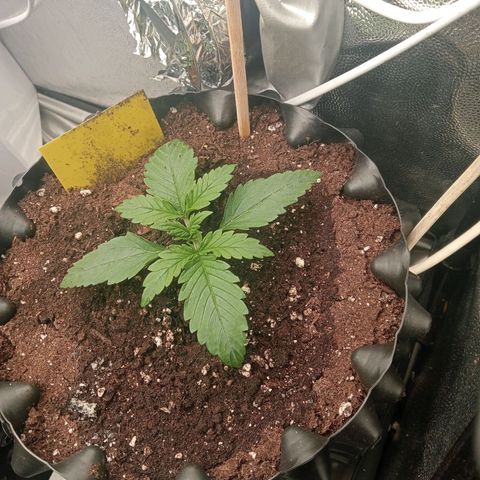 Big Devil XL growlog timeline photo