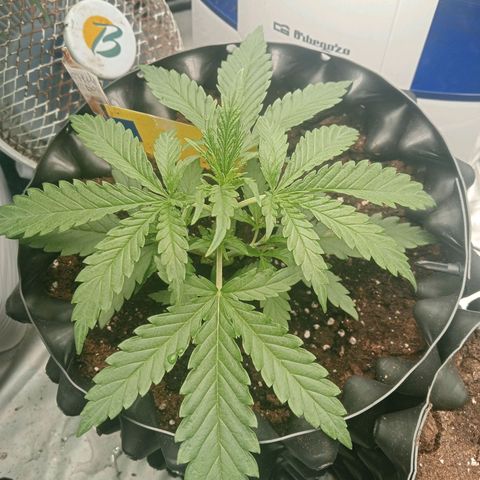White widow  growlog timeline photo