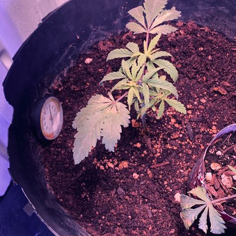 Tropicanna Cookies growlog photo: Picture from today