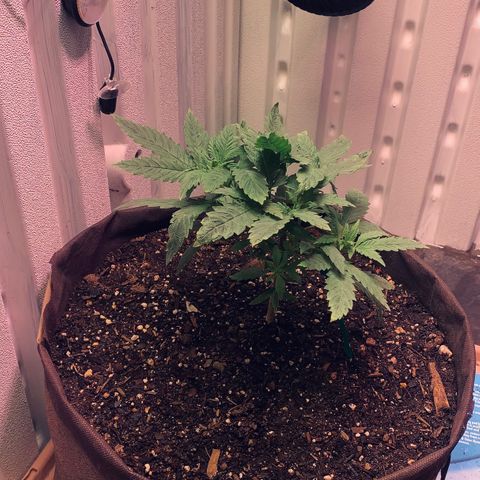 Tropicanna Cookies growlog timeline photo