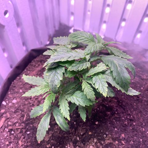Tropicanna Cookies growlog timeline photo
