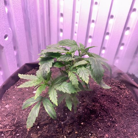 Tropicanna Cookies growlog timeline photo