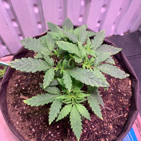 Tropicanna Cookies growlog timeline photo