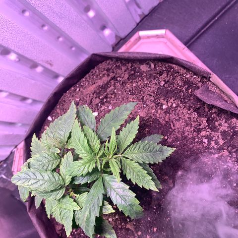 Tropicanna Cookies growlog timeline photo