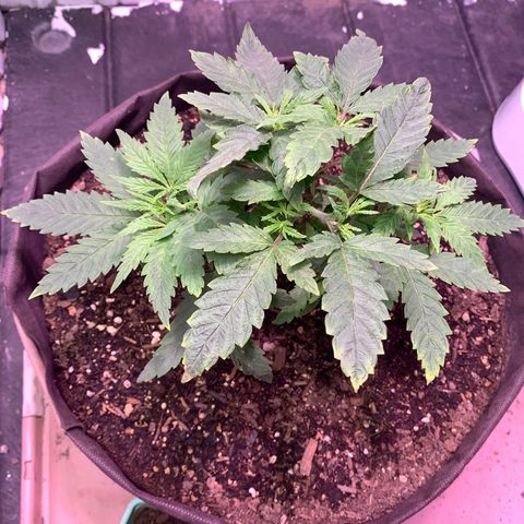 Tropicanna Cookies growlog timeline photo