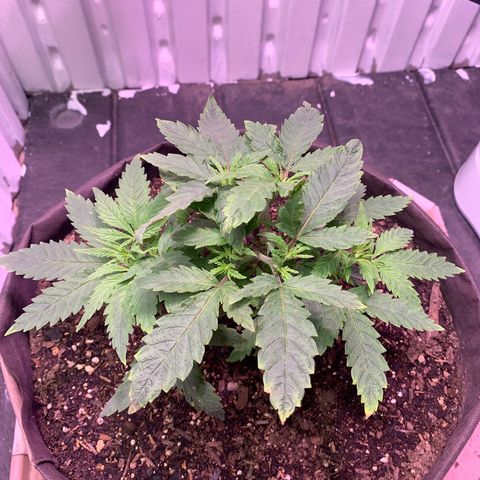 Tropicanna Cookies growlog timeline photo