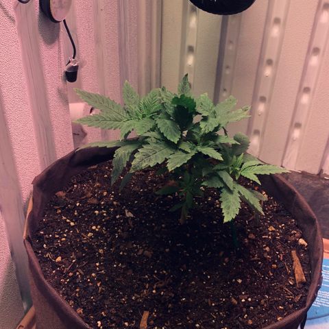 Tropicanna Cookies growlog timeline photo